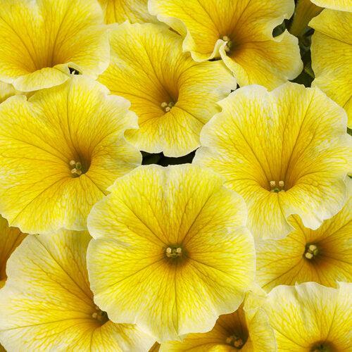 Petunia hybrid 'Balcobees' ~ PW® Supertunia® Saffron Finch™ Petunia-ServeScape