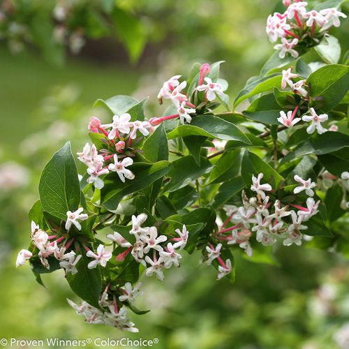 Abelia mosanensis 'SMNAMDS' ~ Sweet Emotion® Abelia-ServeScape