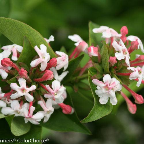 Abelia mosanensis 'SMNAMDS' ~ Sweet Emotion® Abelia-ServeScape