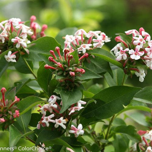 Abelia mosanensis 'SMNAMDS' ~ Sweet Emotion® Abelia-ServeScape