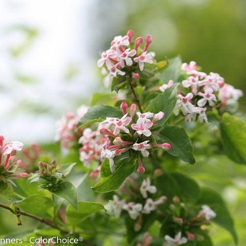 Abelia mosanensis 'SMNAMDS' ~ Sweet Emotion® Abelia-ServeScape