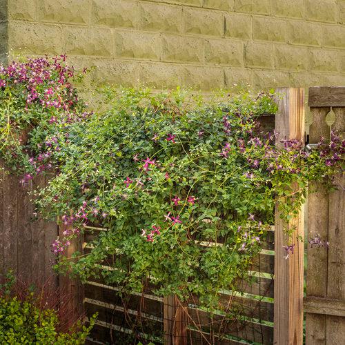 Clematis 'Sweet Summer Love' ~ Sweet Summer Love Clematis-ServeScape