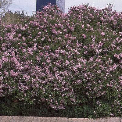 Syringa meyeri 'Palibin' ~ Palibin Korean Lilac-ServeScape