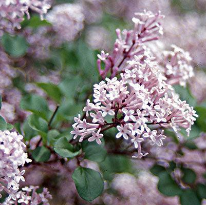 Syringa meyeri 'Palibin' ~ Palibin Korean Lilac-ServeScape