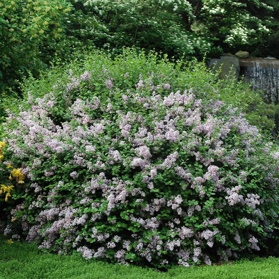 Syringa meyeri 'Palibin' ~ Palibin Korean Lilac-ServeScape