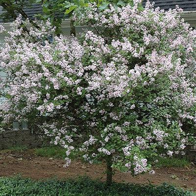 Syringa meyeri 'Palibin' ~ Palibin Korean Lilac-ServeScape