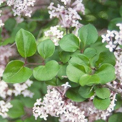 Syringa meyeri 'Palibin' ~ Palibin Korean Lilac-ServeScape