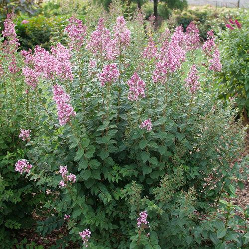 Syringa x 'SMNSPH' USPP 35,93 ~ Bloomerang® Ballet™ Lilac-ServeScape