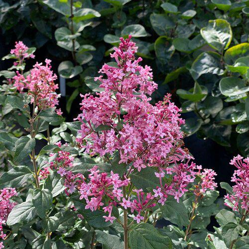 Syringa x 'SMNSPH' USPP 35,93 ~ Bloomerang® Ballet™ Lilac-ServeScape