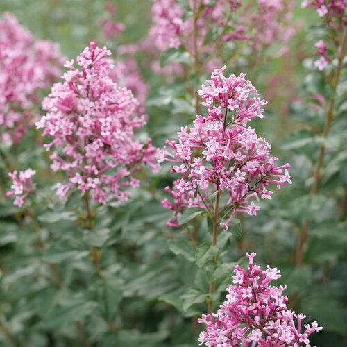 Syringa x 'SMNSPH' USPP 35,93 ~ Bloomerang® Ballet™ Lilac-ServeScape