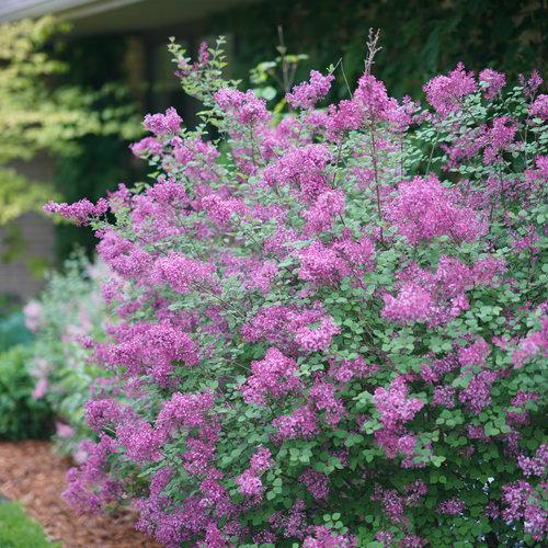 Syringa x 'SMSJBP7' ~ Bloomerang® Dark Purple Lilac-ServeScape