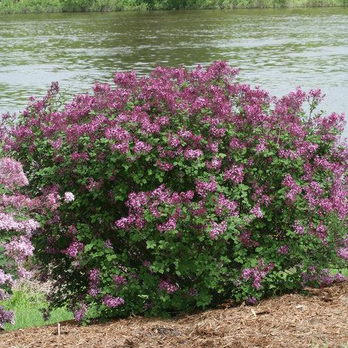 Syringa x 'SMSJBP7' ~ Bloomerang® Dark Purple Lilac-ServeScape