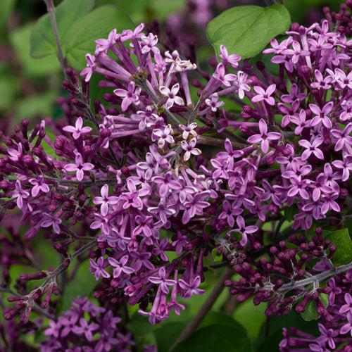 Syringa x 'SMSJBP7' ~ Bloomerang® Dark Purple Lilac-ServeScape