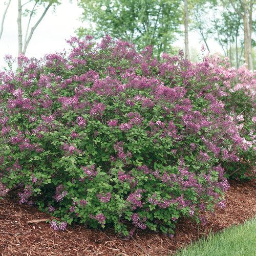 Syringa x 'SMSJBP7' ~ Bloomerang® Dark Purple Lilac-ServeScape