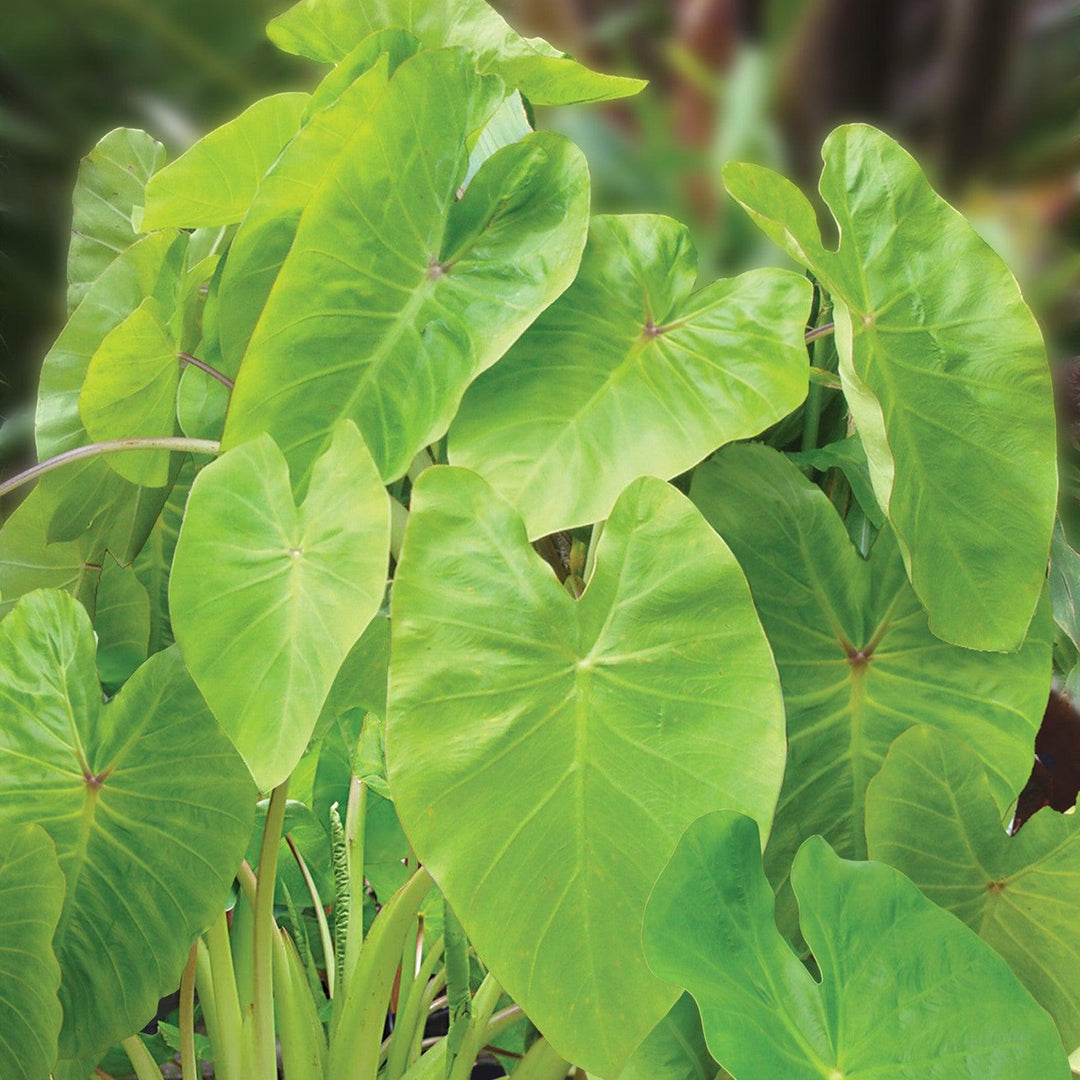 Colocasia esculenta 'Maui Gold' ~ Monrovia® Royal Hawaiian® Maui Gold Elephant Ear-ServeScape