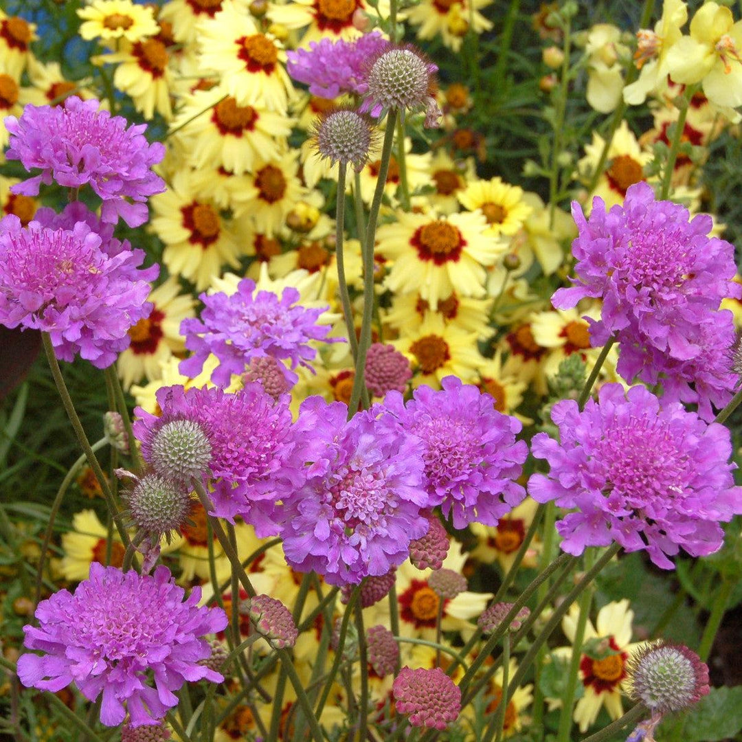 Scabiosa 'Vivid Violet' PP #19,260 ~ Monrovia® Vivid Violet Pincushion Flower-ServeScape
