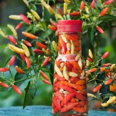 Assorted Peppers ~ Pepper Vegetables (4.5in)-ServeScape