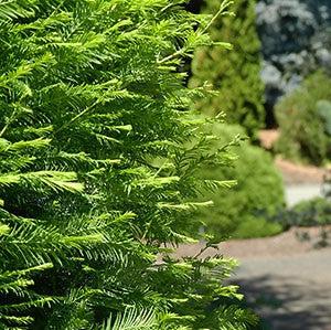Taxodium distichum 'Lindsey’s Skyward’ ~ Lindsey's Skyward™ Bald Cypress-ServeScape