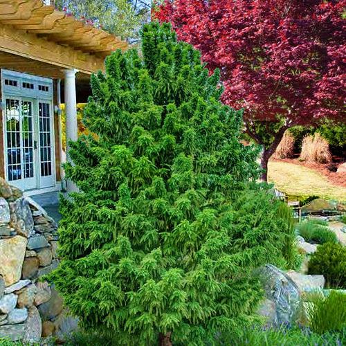 Taxodium distichum 'Jim's Little Guy’ ~ Jim's Little Guy Dwarf Bald Cypress-ServeScape