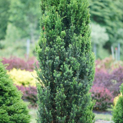 Taxus x media 'SMNTHDC' ~ Stonehenge® Yew-ServeScape