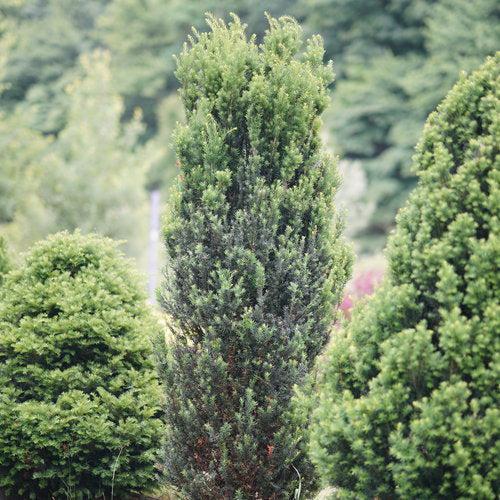 Taxus x media 'SMNTHDC' ~ Stonehenge® Yew-ServeScape