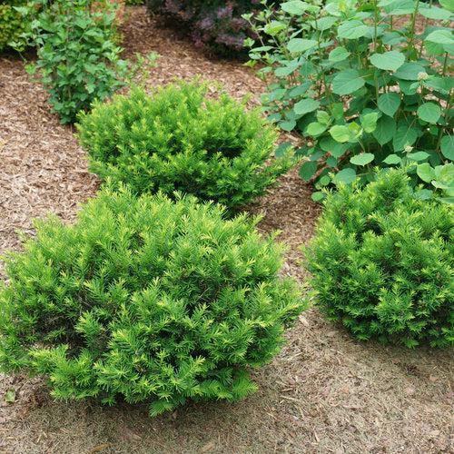 Taxus x media 'SMNTHDB' ~ Stonehenge Dark Druid® Yew-ServeScape