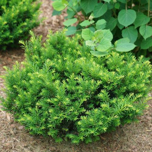 Taxus x media 'SMNTHDB' ~ Stonehenge Dark Druid® Yew-ServeScape