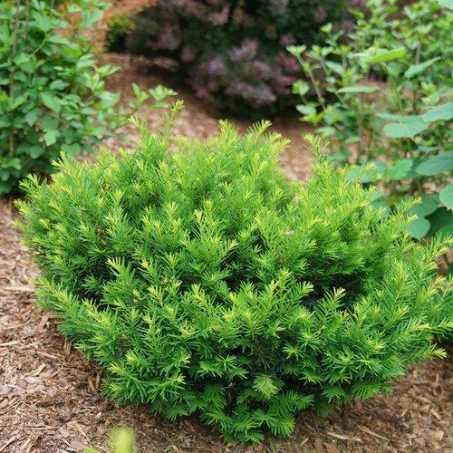Taxus x media 'SMNTHDB' ~ Stonehenge Dark Druid® Yew-ServeScape