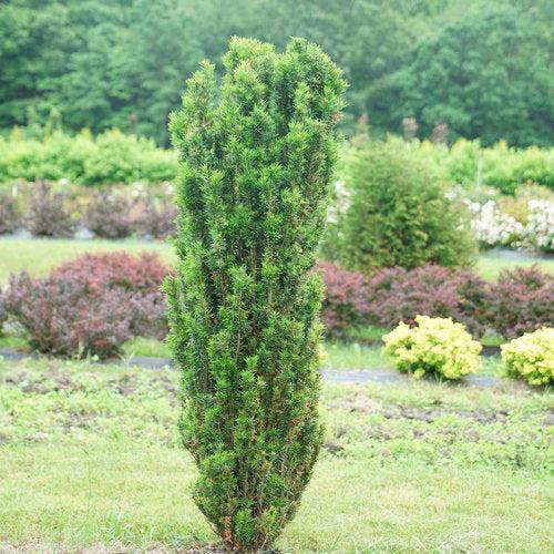 Taxus x media 'SMNTHDPF' ~ Stonehenge Skinny® Yew-ServeScape