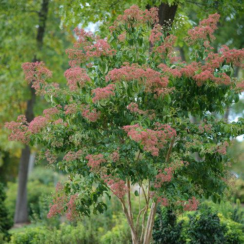 Heptacodium miconioides 'SMNHMRF' ~ Temple of Bloom® Seven-Son Flower-ServeScape