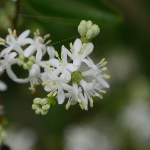 Heptacodium miconioides 'SMNHMRF' ~ Temple of Bloom® Seven-Son Flower-ServeScape