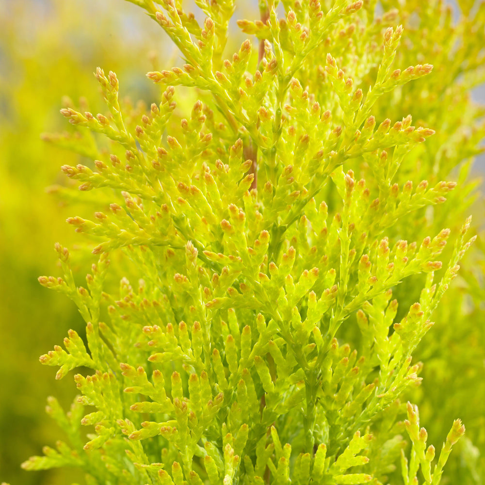 Thuja occidentalis 'Hoogi023' ~ Sunny Smaragd Arborvitae-ServeScape