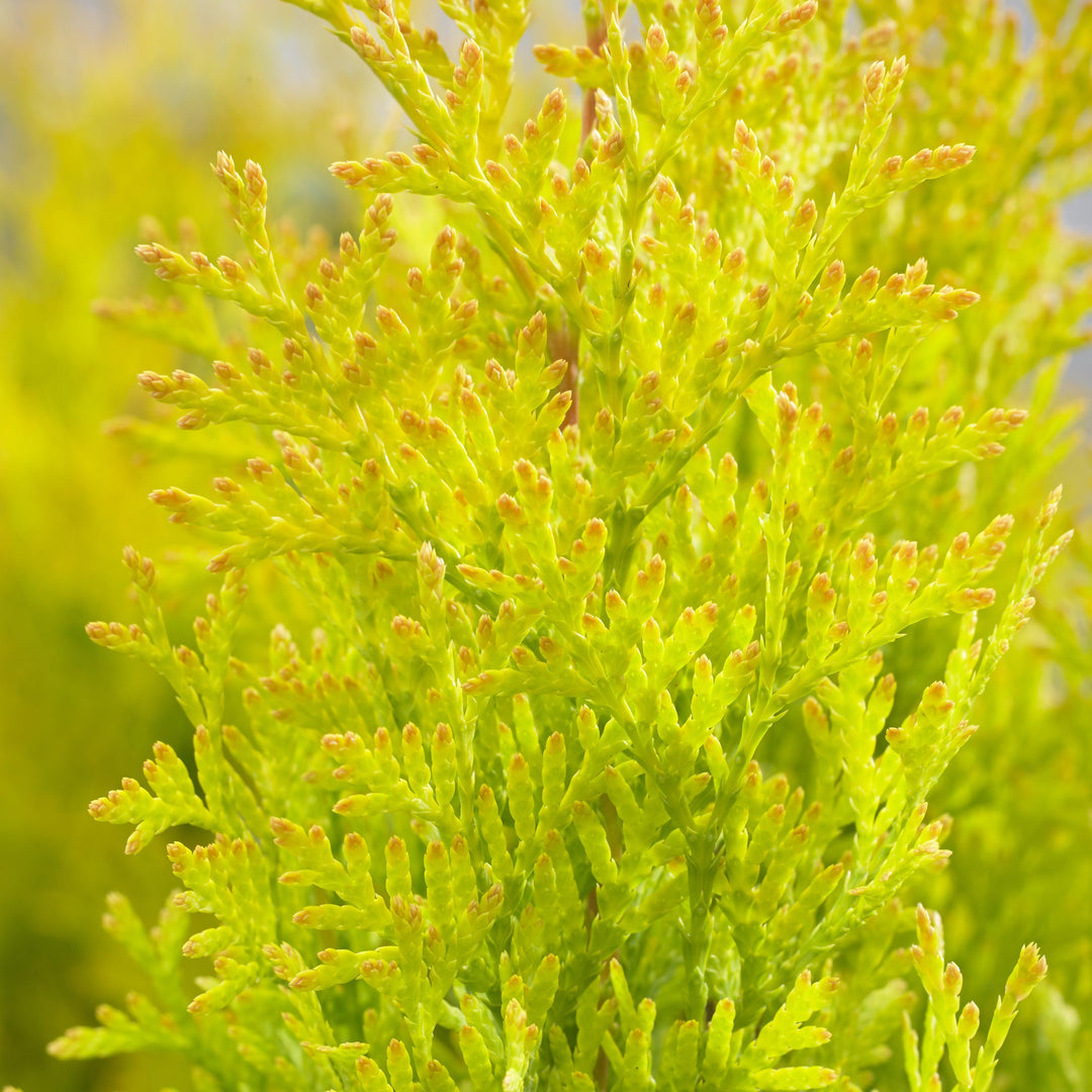Thuja occidentalis 'Hoogi023' ~ Sunny Smaragd Arborvitae-ServeScape