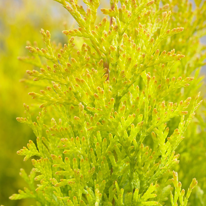 Thuja occidentalis 'Hoogi023' ~ Sunny Smaragd Arborvitae-ServeScape