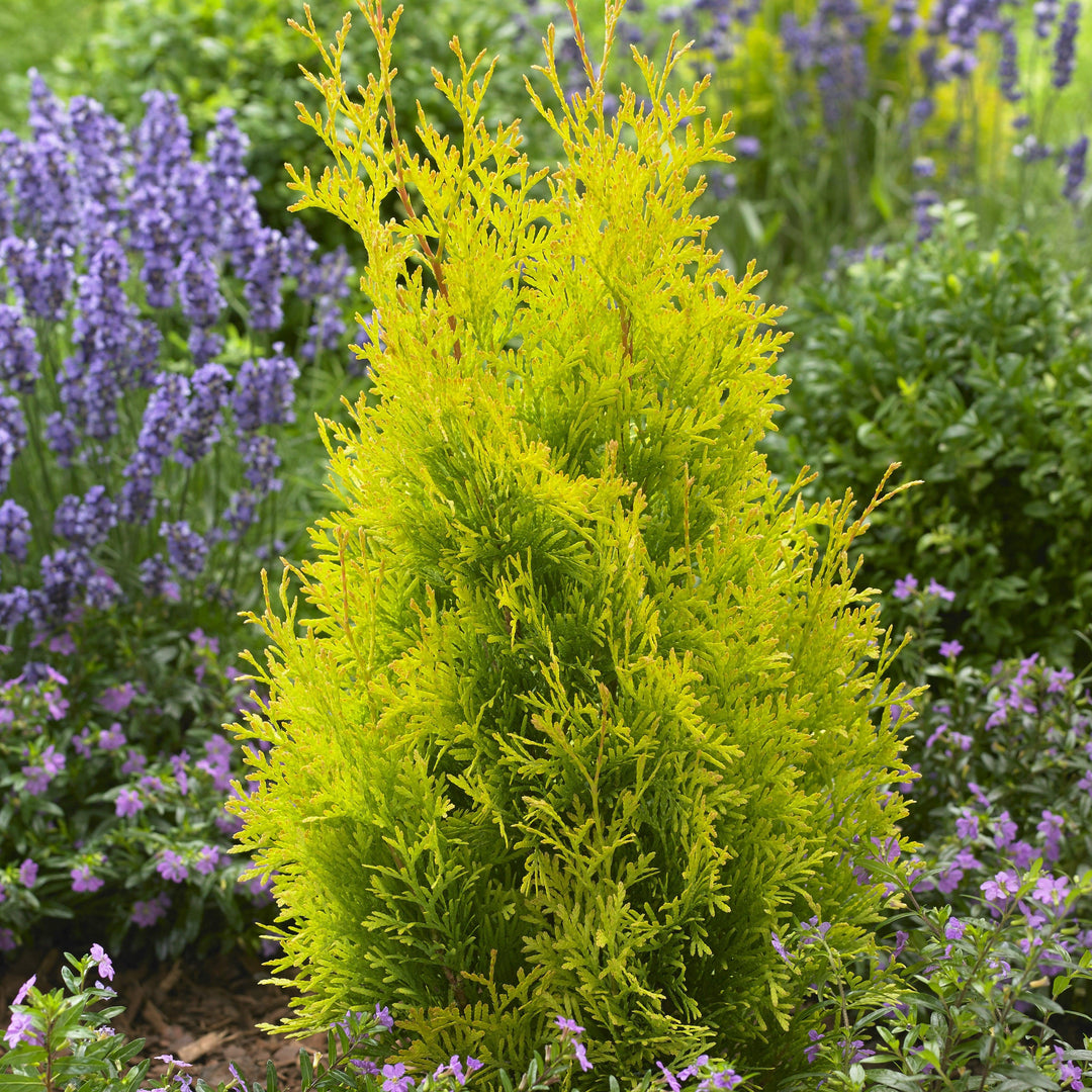 Thuja occidentalis 'Hoogi023' ~ Sunny Smaragd Arborvitae-ServeScape