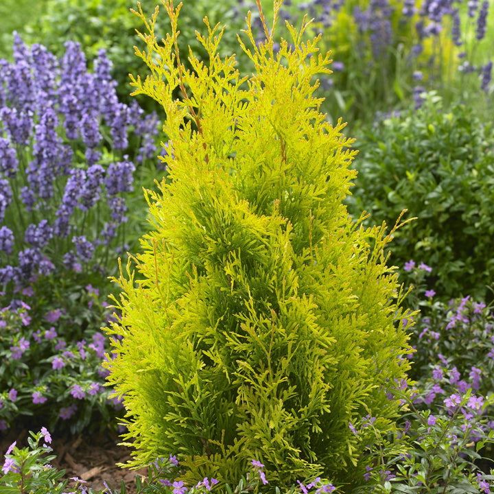 Thuja occidentalis 'Hoogi023' ~ Sunny Smaragd Arborvitae-ServeScape