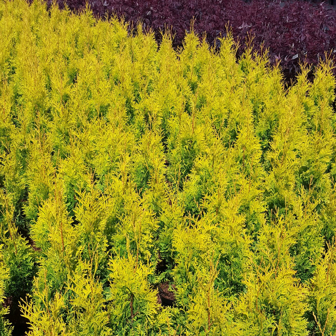 Thuja occidentalis 'Hoogi023' ~ Sunny Smaragd Arborvitae-ServeScape
