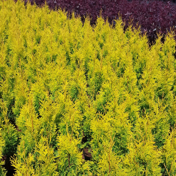 Thuja occidentalis 'Hoogi023' ~ Sunny Smaragd Arborvitae-ServeScape