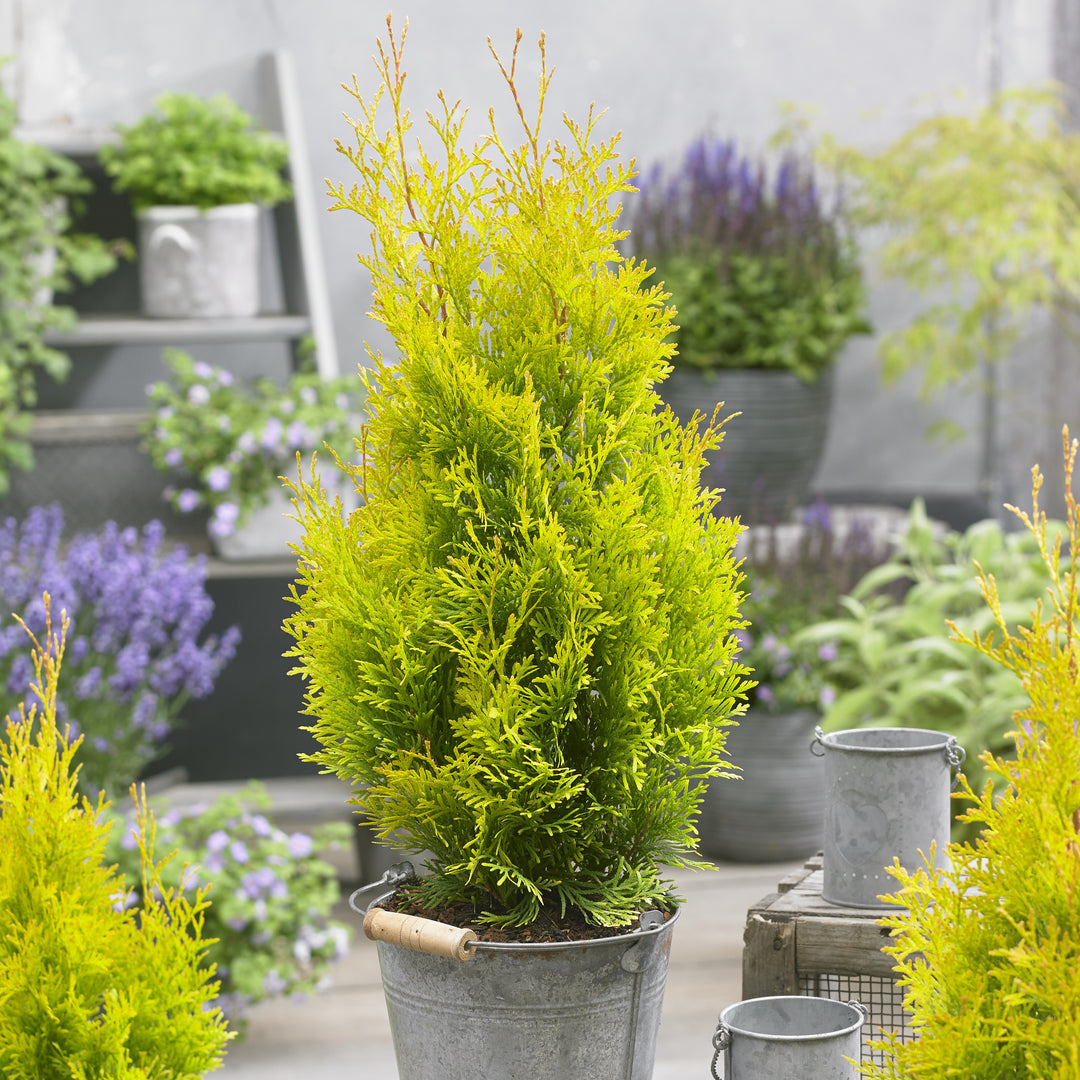 Thuja occidentalis 'Hoogi023' ~ Sunny Smaragd Arborvitae-ServeScape