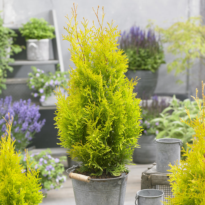 Thuja occidentalis 'Hoogi023' ~ Sunny Smaragd Arborvitae-ServeScape