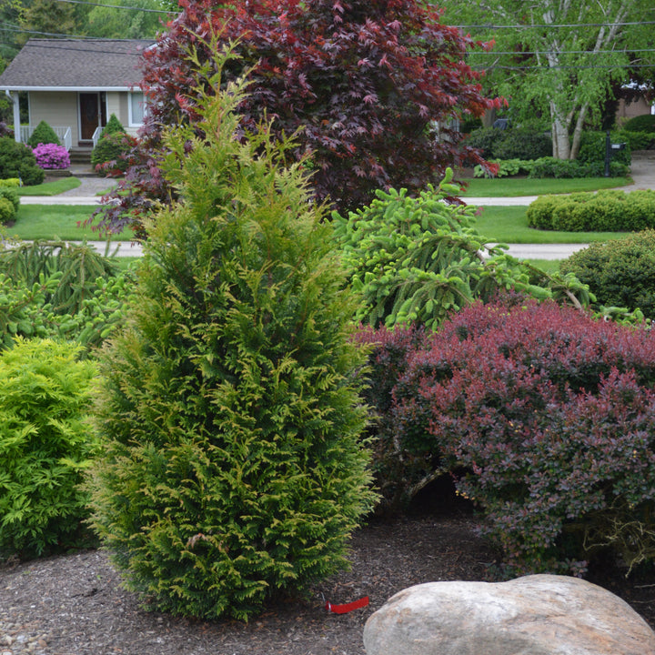 Thuja occidentalis 'Junior Giant' ~ Junior Giant Arborvitae-ServeScape