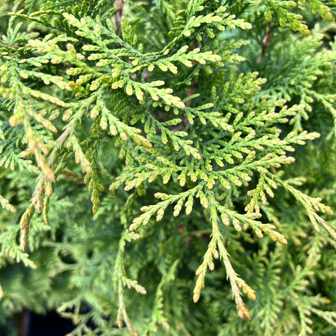 Thuja occidentalis 'Junior Giant' ~ Junior Giant Arborvitae-ServeScape