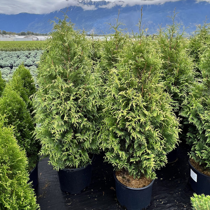 Thuja occidentalis 'Junior Giant' ~ Junior Giant Arborvitae-ServeScape