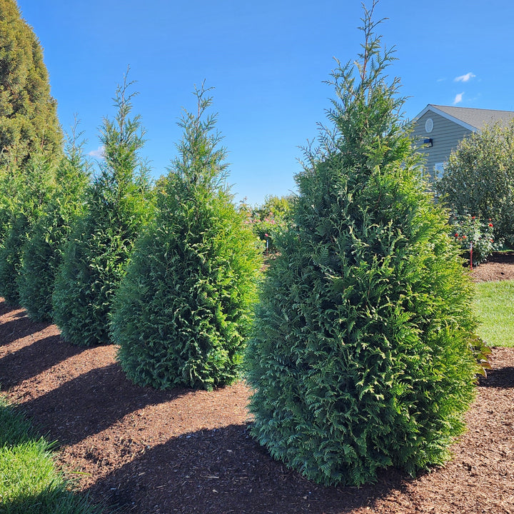 Thuja occidentalis 'Junior Giant' ~ Junior Giant Arborvitae-ServeScape