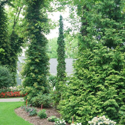 Thuja occidentalis 'SMNTOO' PP34,292 ~ PW® Sting® Arborvitae-ServeScape