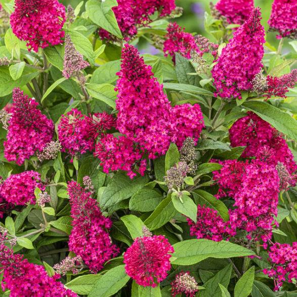 Buddleia davidii ‘BotEx 006’ PP34500 ~ Butterfly Candy™ Li'l Raspberry™ Butterfly Bush-ServeScape