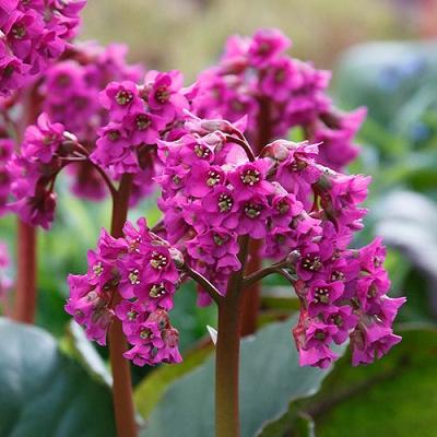 Bergenia cordifolia 'Rotblum' ~ Rotblum Bergenia-ServeScape