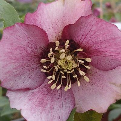 Helleborus orientalis 'Glamour Beaming Blush' ~ Glamour™ Beaming Blush Lenten Rose-ServeScape