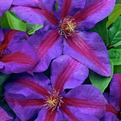 Clematis 'Mrs. N. Thompson' ~ Mrs N Thompson Clematis-ServeScape