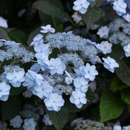 Hydrangea serrata 'MAKD' ~ Tiny Tuff Stuff™ Hydrangea-ServeScape